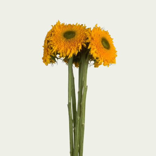 Picture of Solano