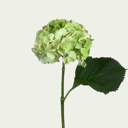 Picture of Verena Green