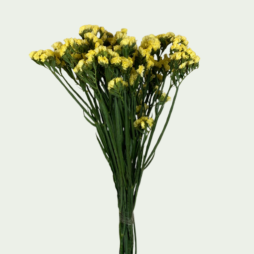 Picture of Canary