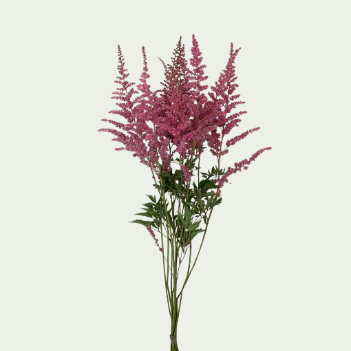 Picture of Cattleya