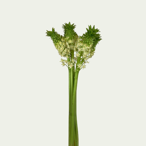 Picture of Eucomis