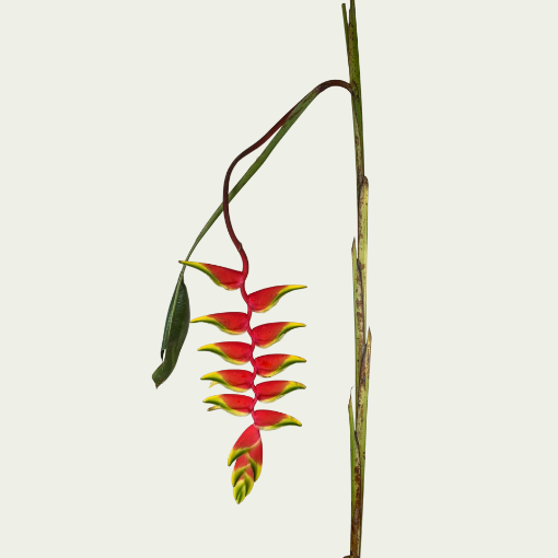 Picture of Rostrata