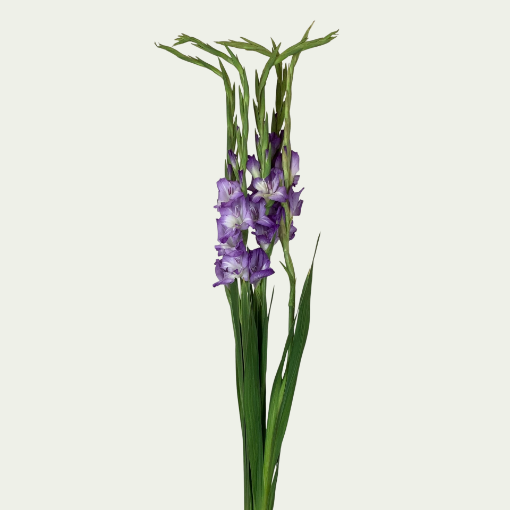 Picture of Sweet Blue 