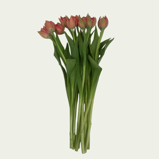Picture of Light Red Princess 
