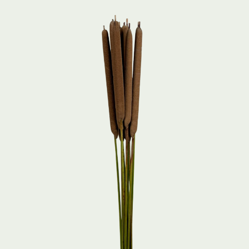 Picture of Latifolia
