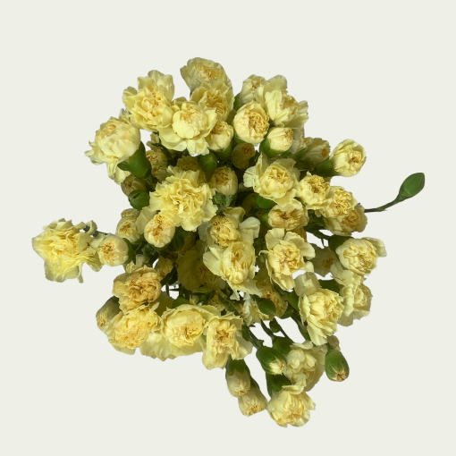 Picture of Caesar