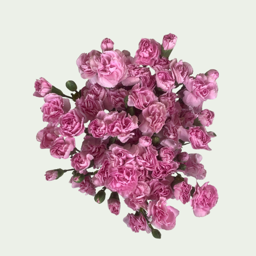 Picture of Rosadita