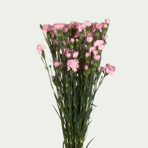 Picture of Rosadita