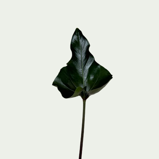 Picture of Arrow