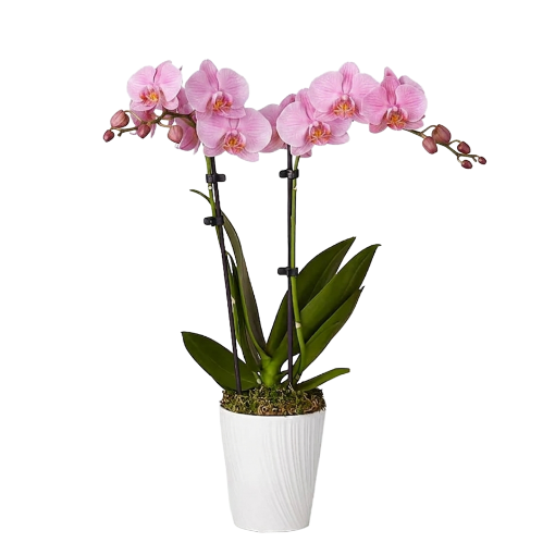 Picture of Pink orchids 