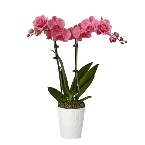 Picture of Rose orchids 