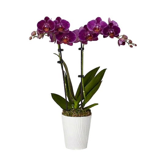 Picture of Purple Orchids