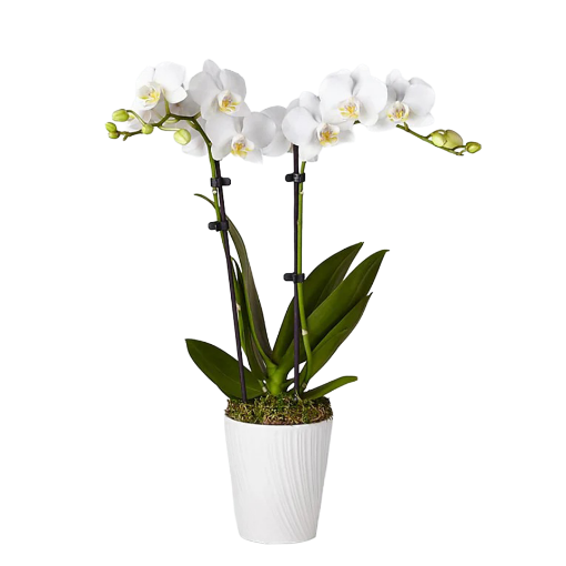 Picture of L Orchid Stand