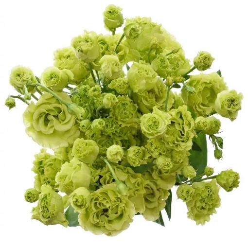 Picture of Do Rosanne Green
