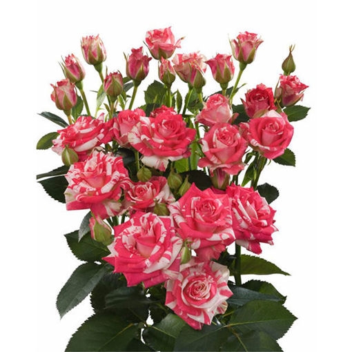 Picture of Spray Fireworks flower