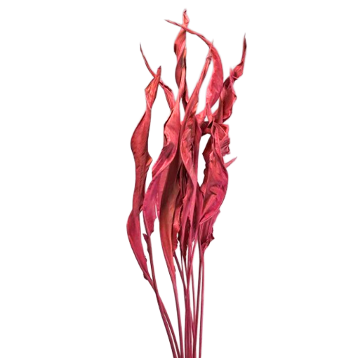 Picture of Strelitzia Leaf