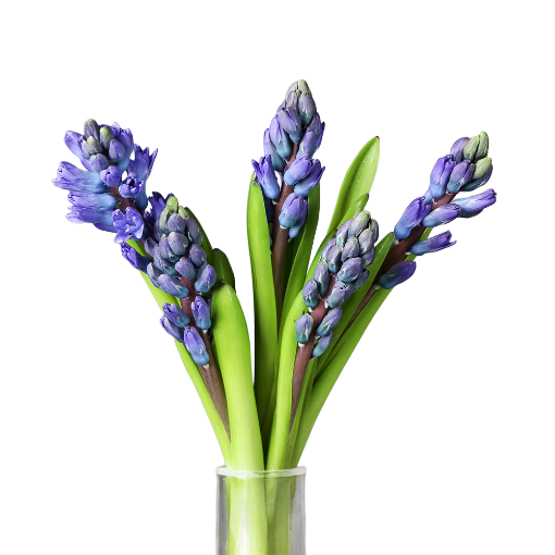 Picture of Blue Star