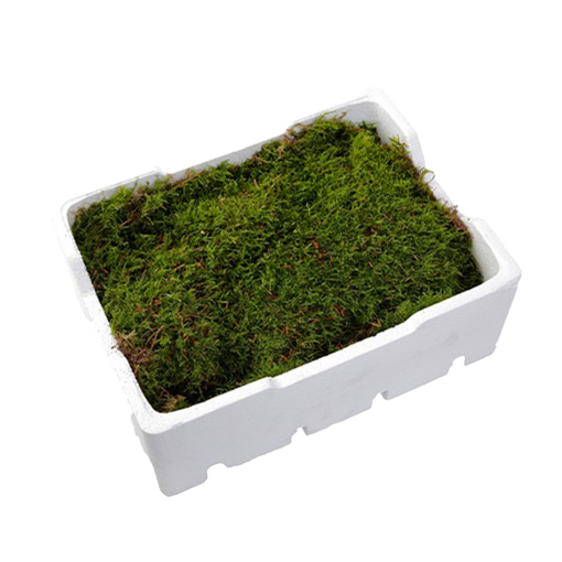 Picture of Flat Moss