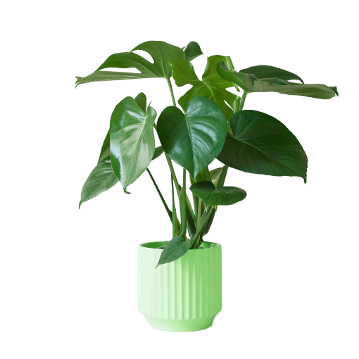 Picture of Monstera